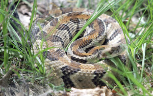Be mindful of snakes — not fearful 